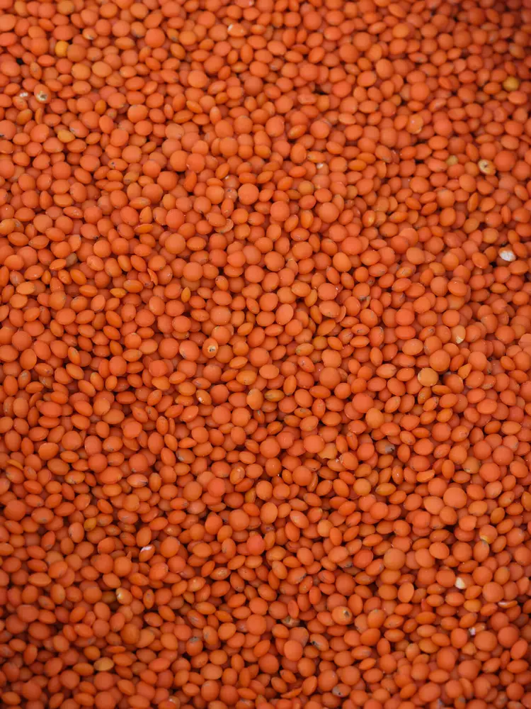 ডাল শস্য