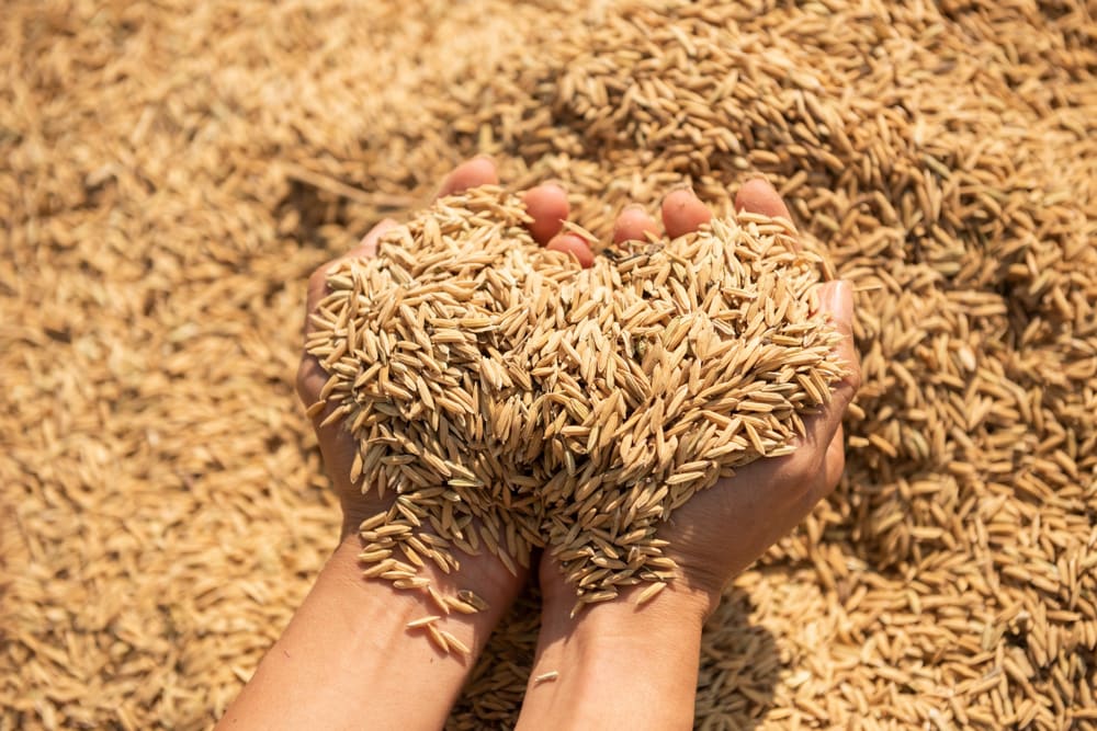 Rice / Paddy