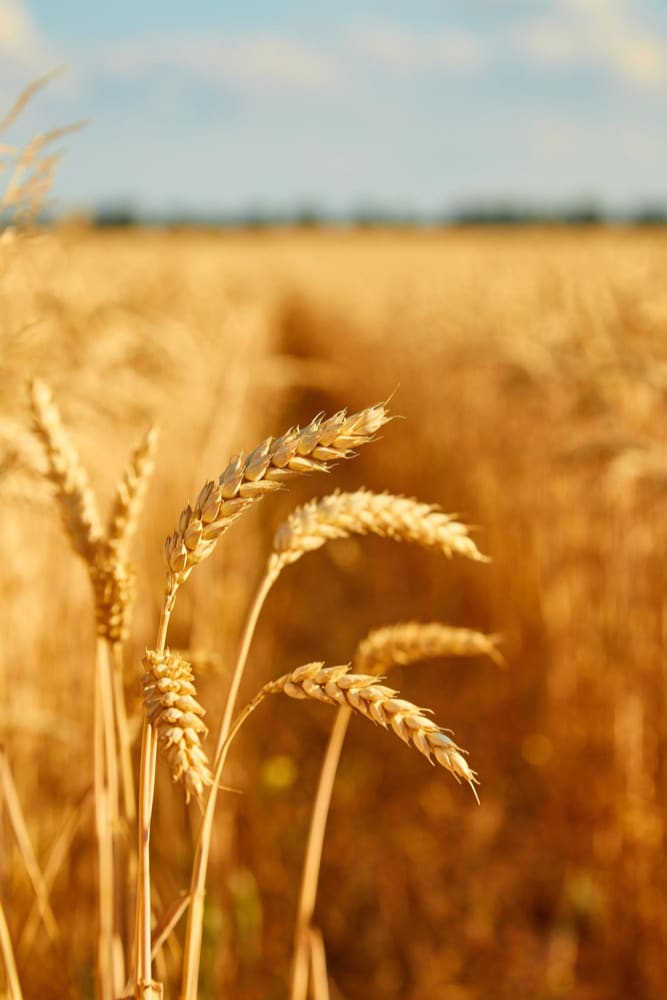 Wheat